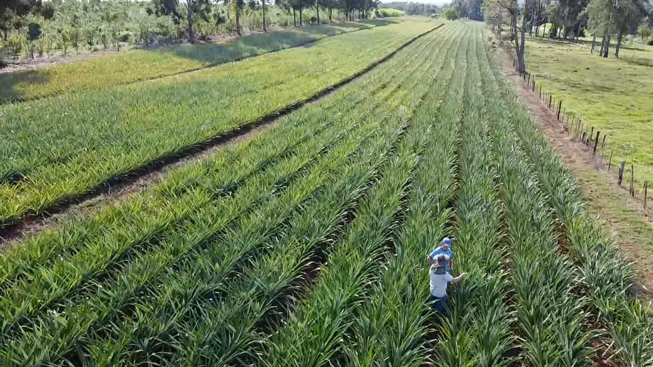 El mulching plástico impulsa la innovación en el cultivo de ananá en Misiones 1 2 - ANANA 4 - 1