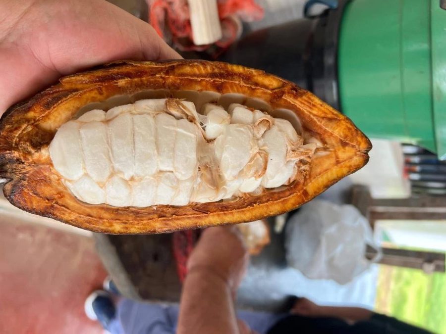 Cacao (1)