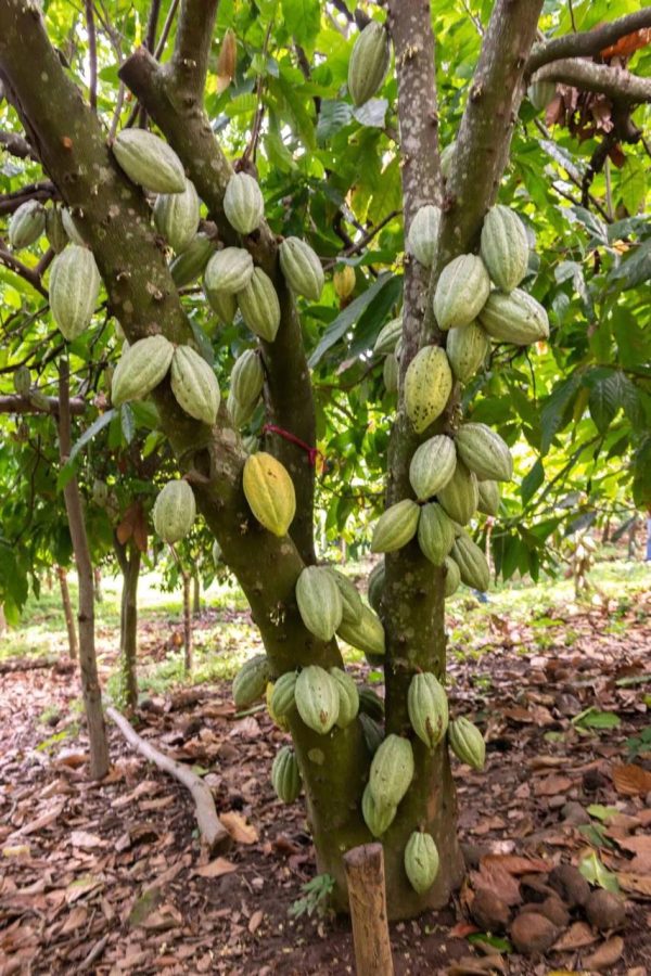 Misiones impulsa un proyecto para cultivar cacao y diversificar la producción agrícola 1 2 - Cacao 2 - 1