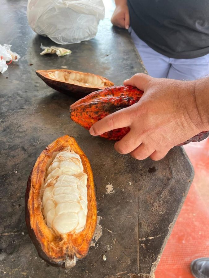 Misiones impulsa un proyecto para cultivar cacao y diversificar la producción agrícola 2 4 - Cacao 3 - 3