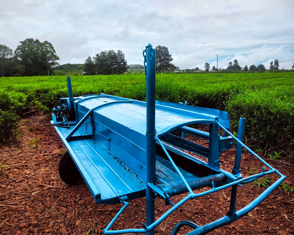 Misiones abrio un museo del te en Campo Viera y destaca su identidad productiva 3 - 5