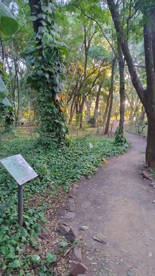 jardin botanico 6 - 11