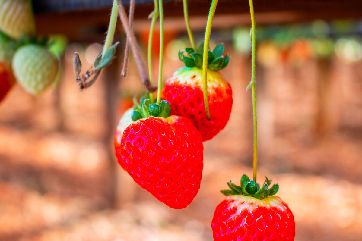 13 08 25 JORNADA FRUTILLAS 13 - 3