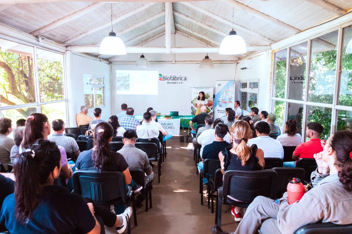 27 03 26 INJERTO PALTA 14 - 3