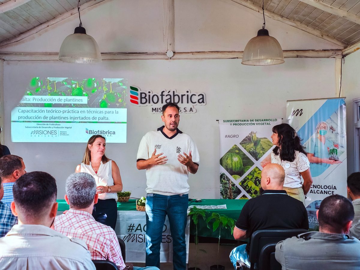 27 03 26 INJERTO PALTA 25 - 1