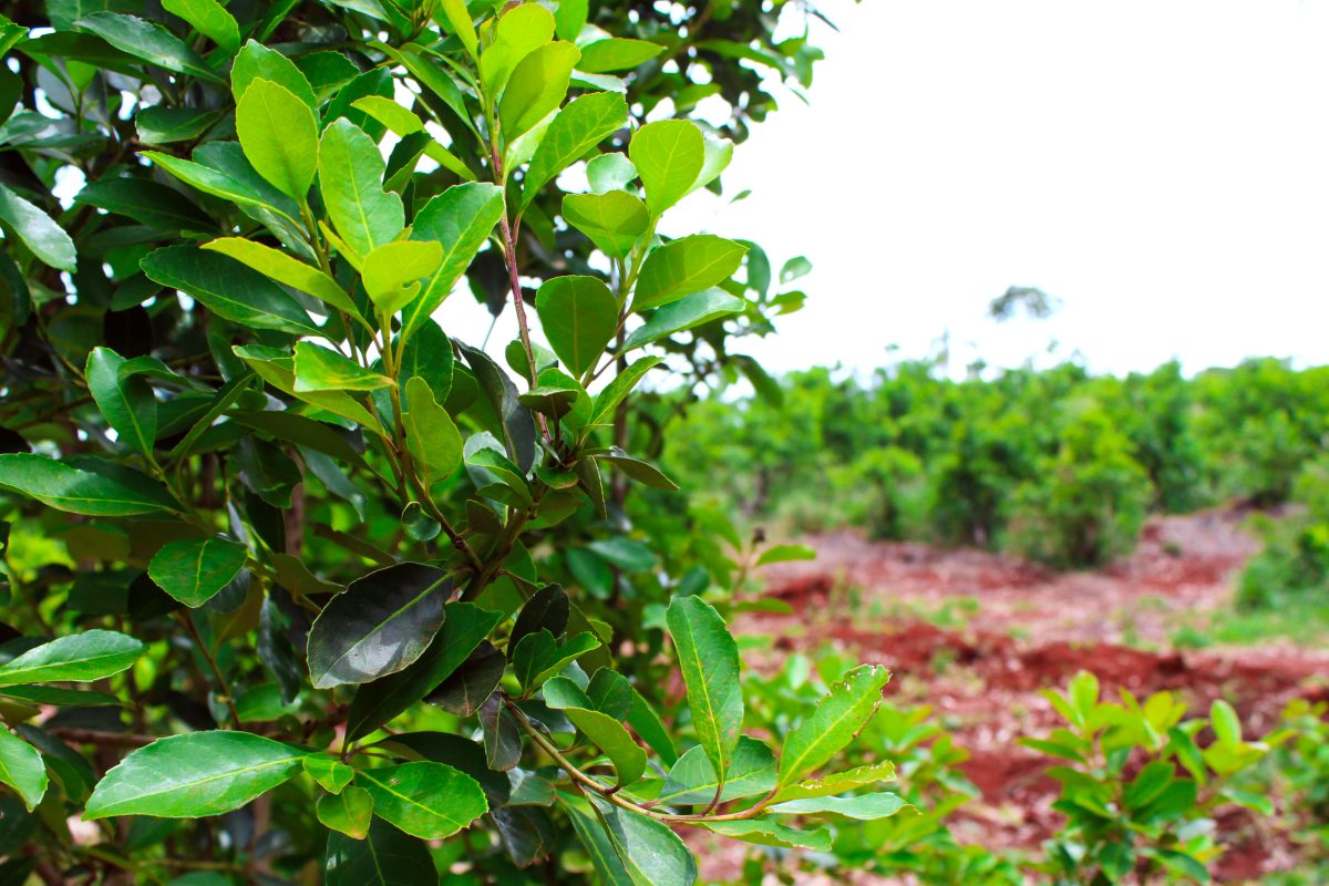 El modelo productivo yerbatero de Misiones en riesgo por la desregulacion agro 2 - 1