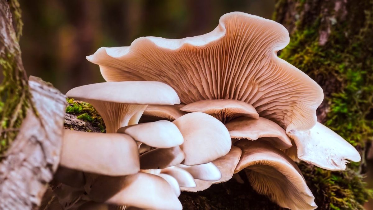 Funga misiones 01 - 1