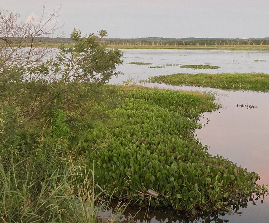 Intensifican la busqueda de un hombre desaparecido en el Arroyo Pindapoy de Garupa 3 - 1