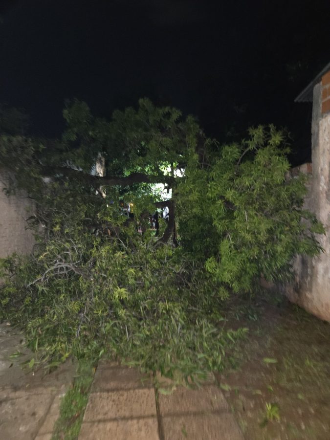Un árbol se desplomó sobre viviendas en Posadas y provocó destrozos 1 2 - Un arbol se desplomo sobre viviendas en Posadas y provoco destrozos 1 - 1