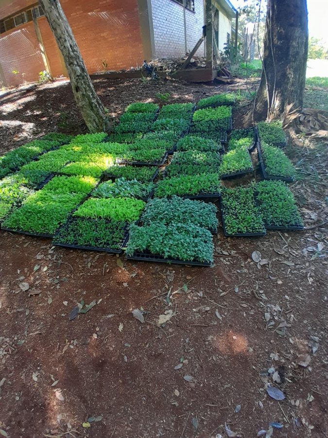 El Imac entregó plantines y capacitó a alumnos y productores en Campo Ramón 3 6 - imac plantines 4 - 5