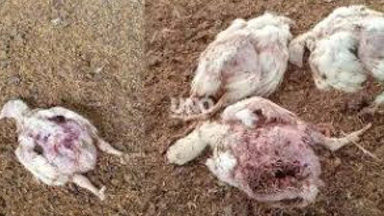 pollos-muertos-69c3abe7112ba