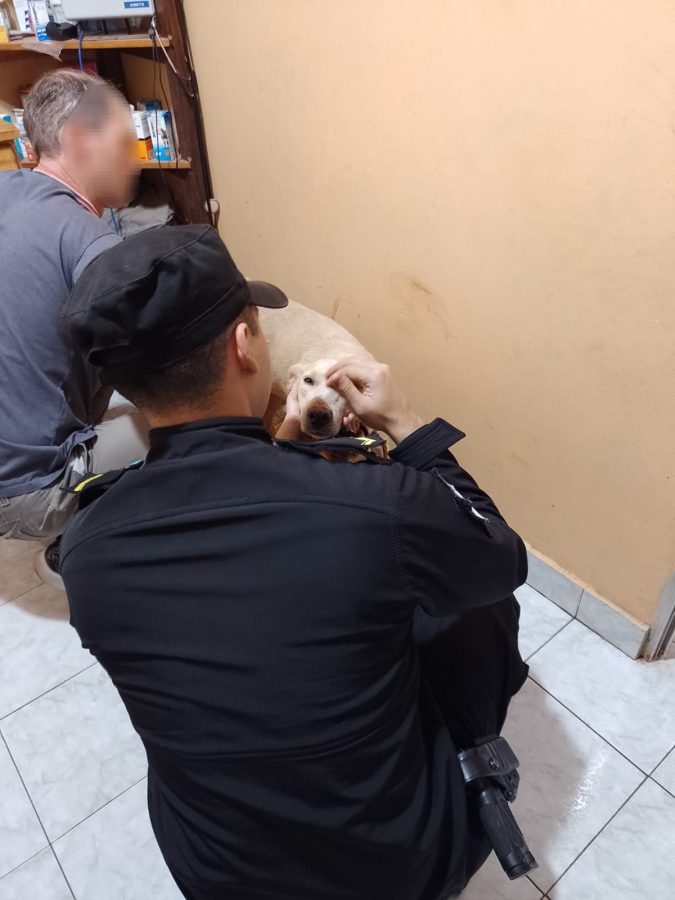 rescate de perro - 1