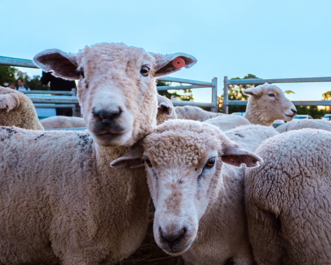 reunion ovina-caprina (1)