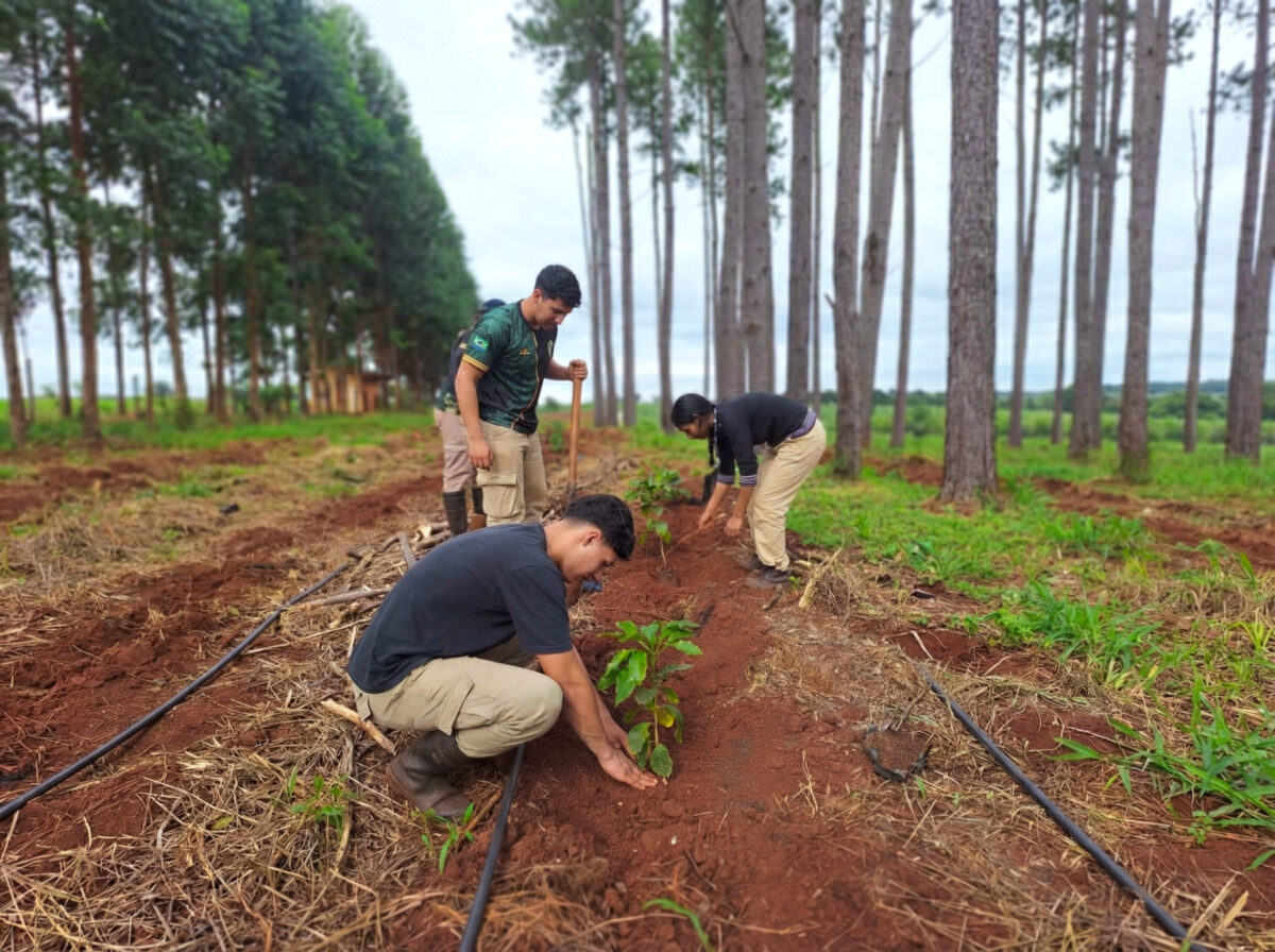 Cafe Misiones 03 - 1