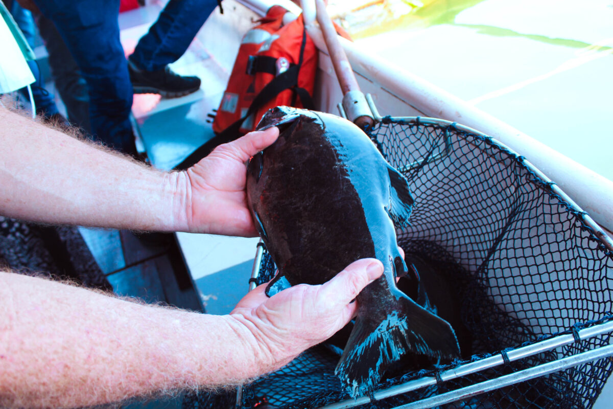 Comercionalizacion pescado misionero 1 - 5