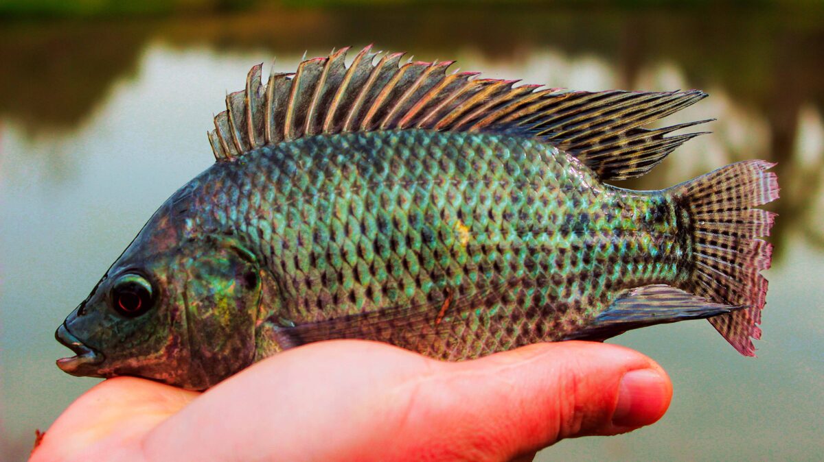 Comercionalizacion pescado misionero 3 - 3