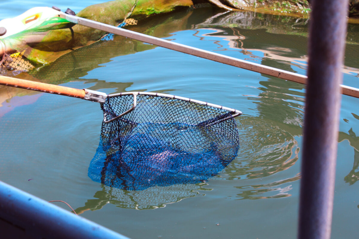 Comercionalizacion pescado misionero 4 - 1