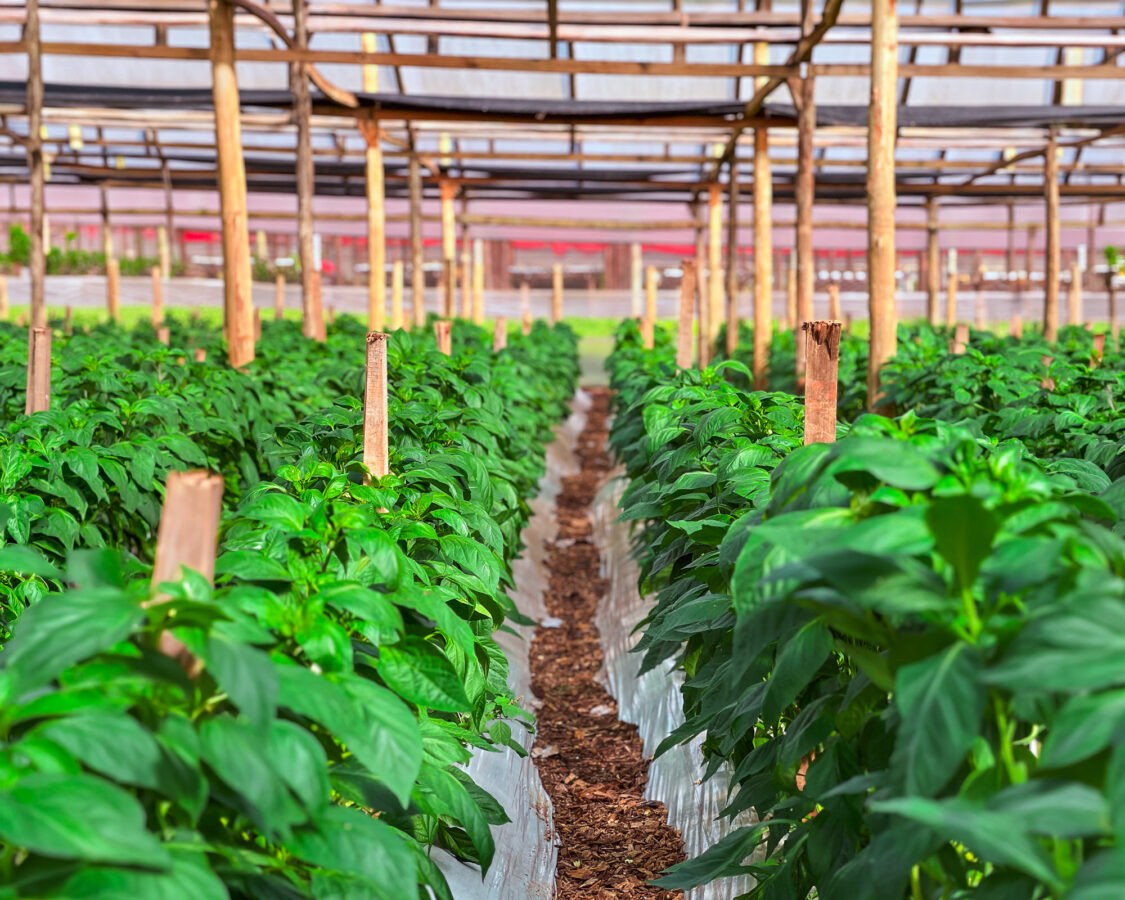 El Agro fortalece plantineras en Misiones con capacitacion tecnica 2 - 3