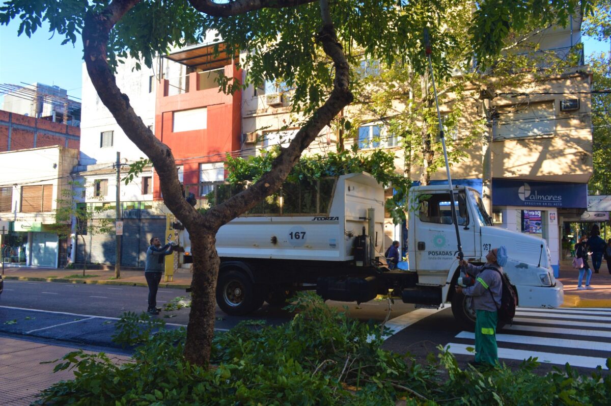 Posadas capacita a podadores artesanales y exigirá carnet habilitante 1 2 - Posadas capacita a podadores artesanales y exigira carnet habilitante 1 - 1