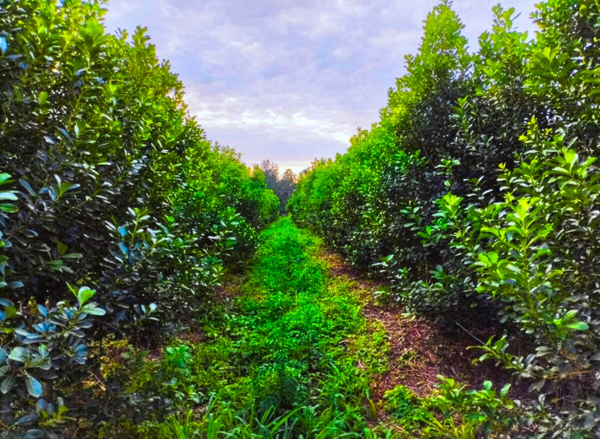 Yerba-mate-organica-01