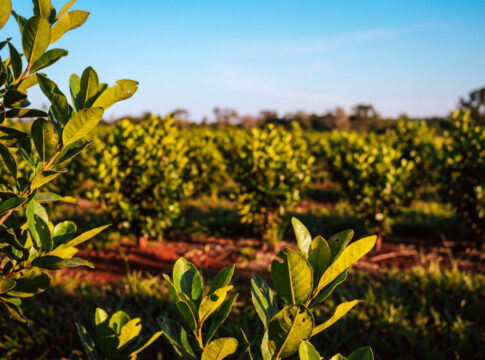 Yerba-sistema-agroforestal-varias-01