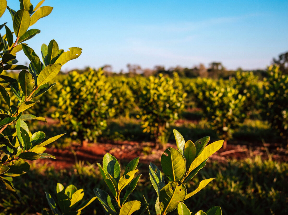 Yerba-sistema-agroforestal-varias-01