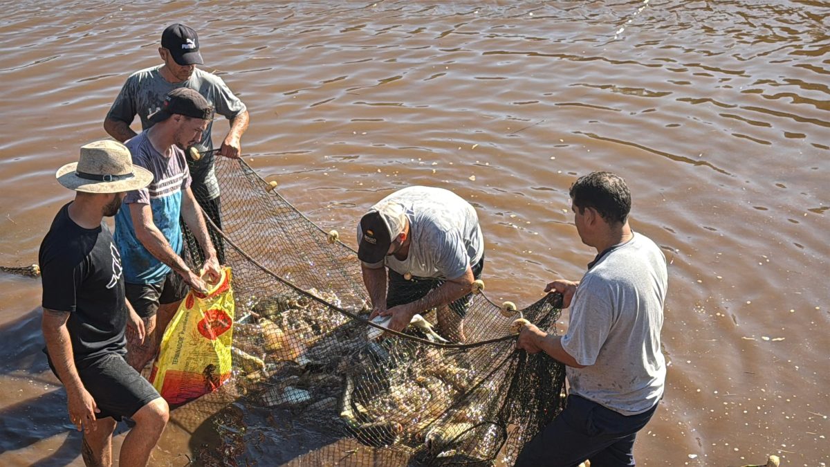 despesque en campo viera 3 - 5