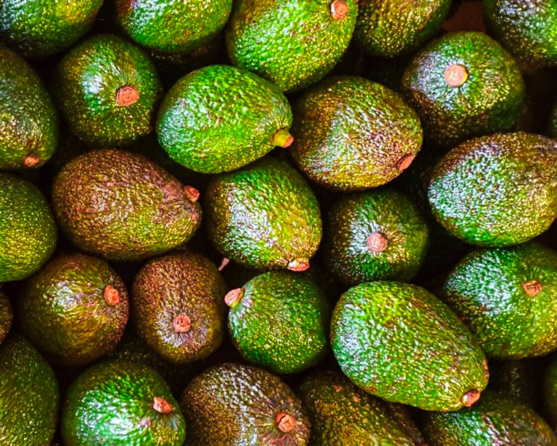Palta Misiones 1