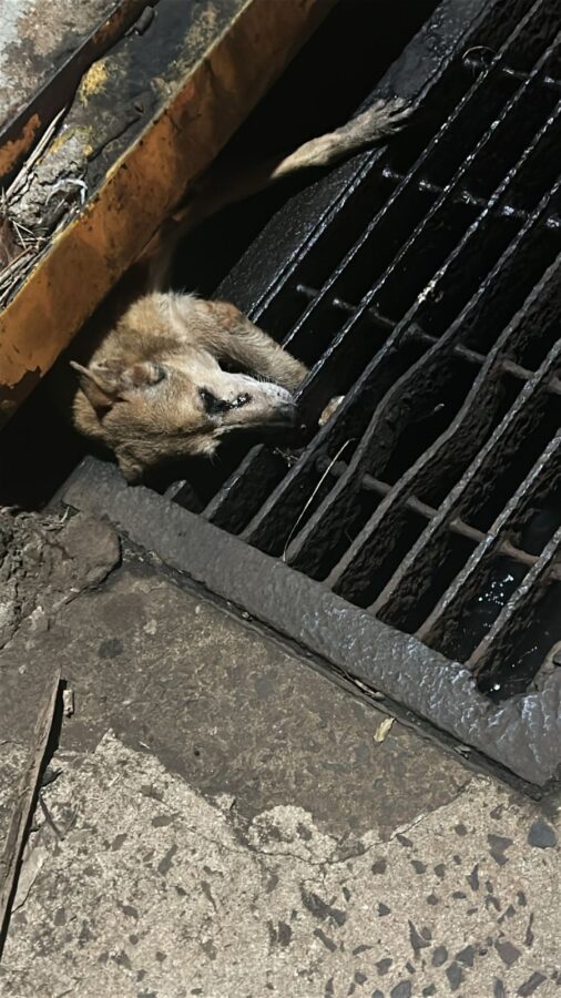 perro en desague 1 - 3