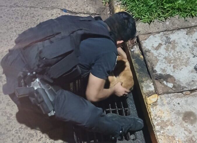 perro en desague (2)