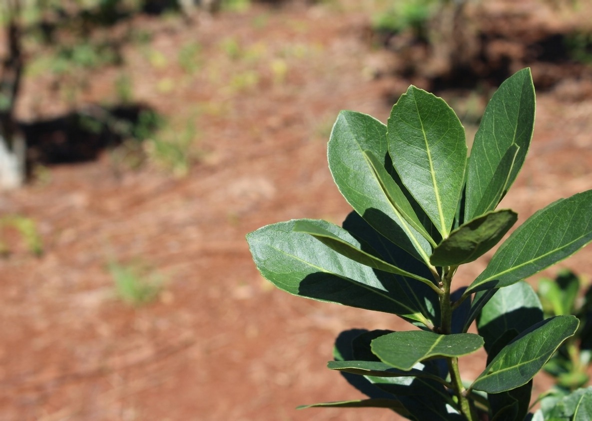yerba (1)