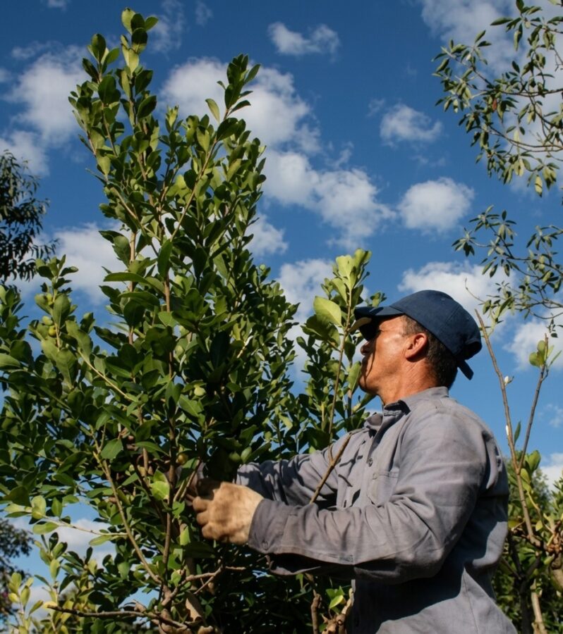 Misiones ratificó que la yerba mate seguirá siendo exclusivamente Ilex paraguariensis 1 2 - yerba 2 - 1