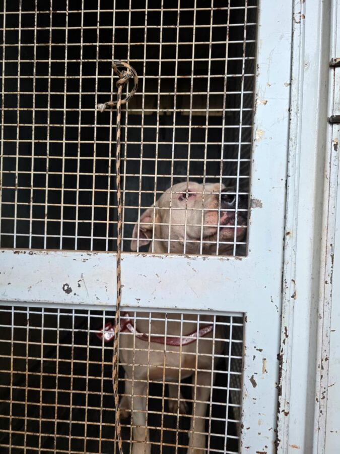 La Policía intervino y resguardó a tres pitbulls que mataron a otro perro en Itaembé Miní 2 4 - La Policia resguardo a los tres pitbulls considerados agresivos que mataron a otro perro en Itaembe Mini 1 - 3