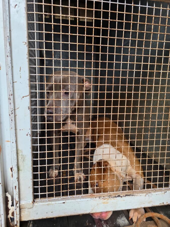 La Policía intervino y resguardó a tres pitbulls que mataron a otro perro en Itaembé Miní 3 6 - La Policia resguardo a los tres pitbulls considerados agresivos que mataron a otro perro en Itaembe Mini 5 - 5