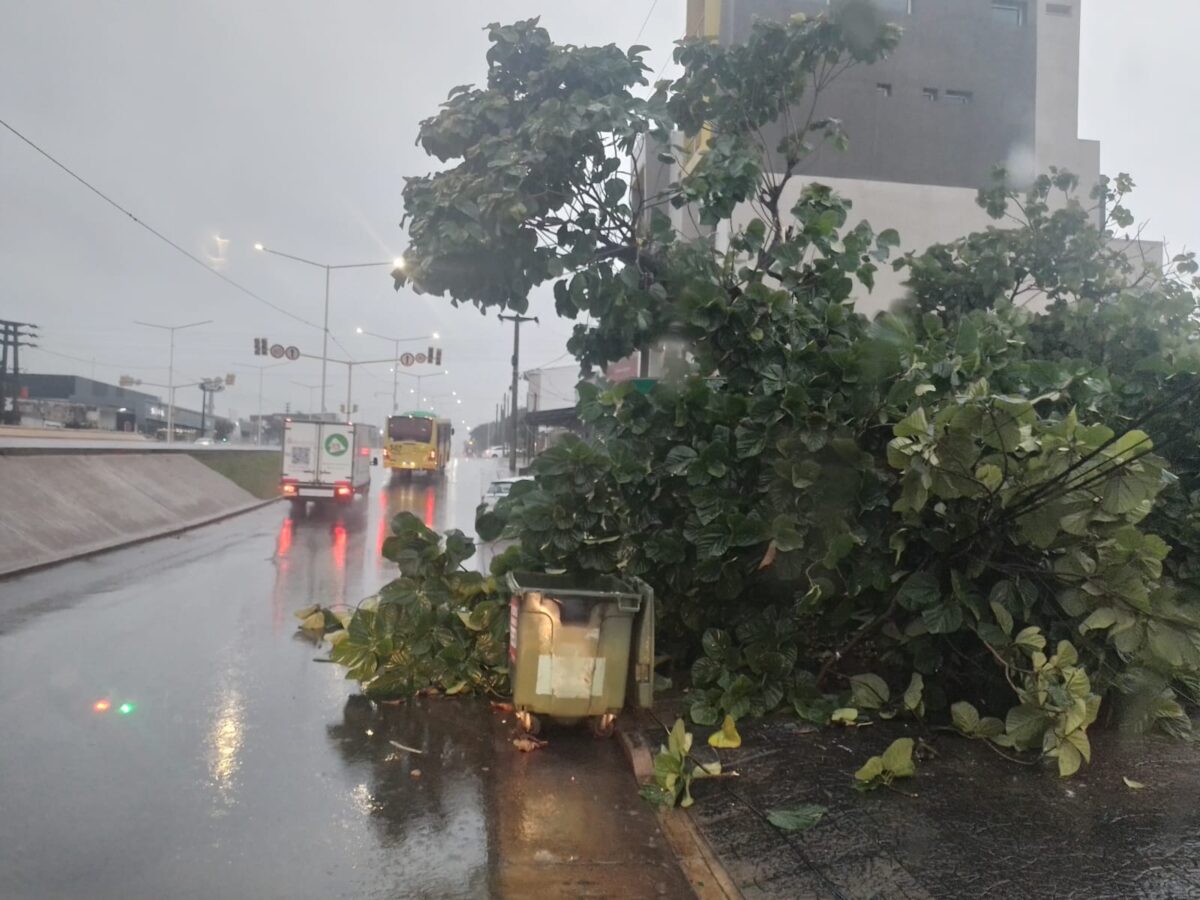 caída de arbol
