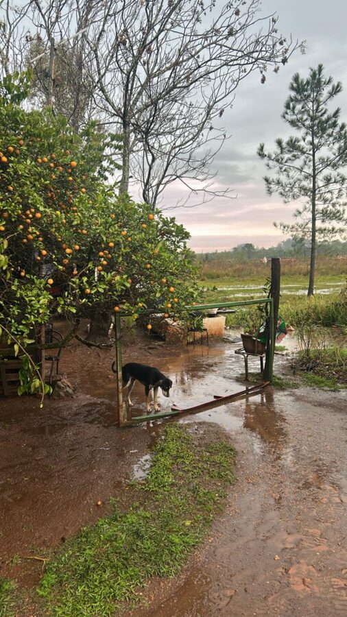 asistencia temporal 6 - 11