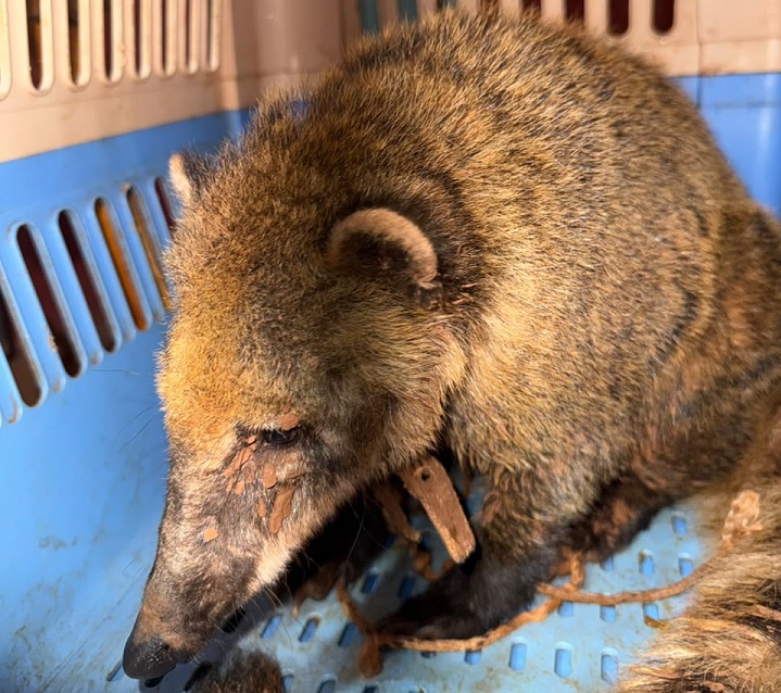 coati 2 - 3