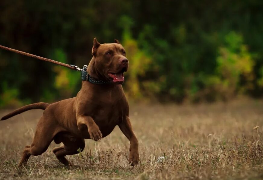 perros peligrosos