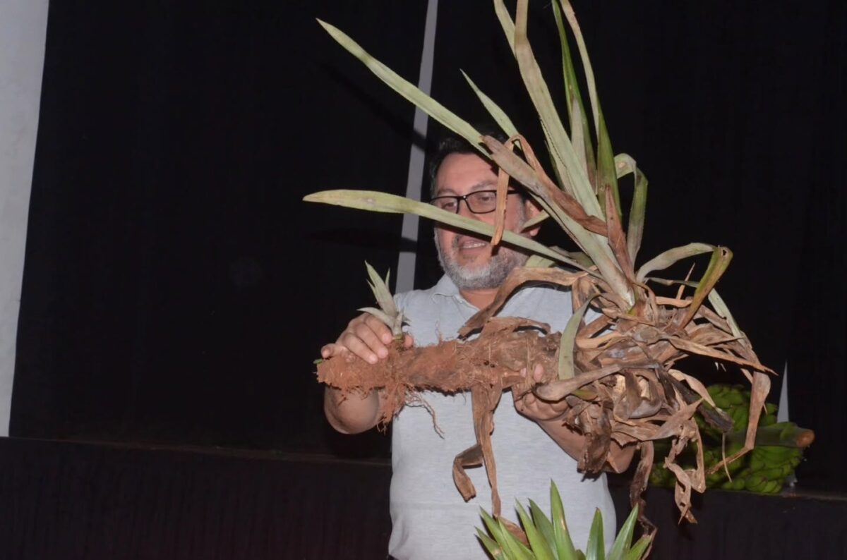 Montecarlo fortalece la producción local con una capacitación sobre cultivo de ananá 2 4 - montecarlo frutas 3 - 3