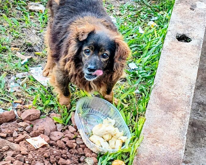Caso Guaraní: la Policía ya ubicó a ocho adoptantes y verificó la situación de 12 de los 23 perros entregados
