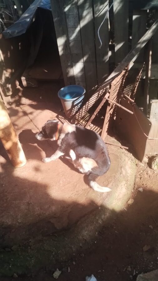 perros guarani 3 - 5