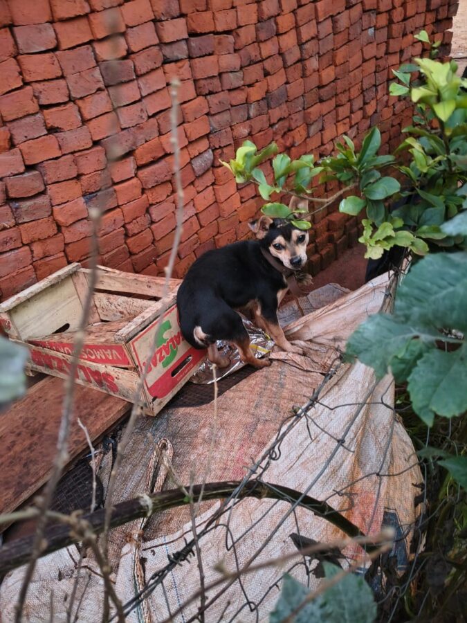 perros guarani 4 - 7