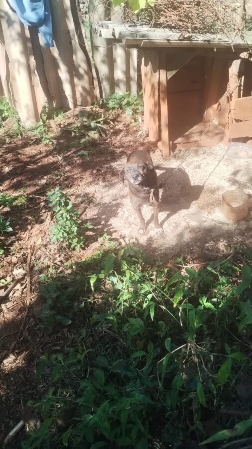 perros guarani 5 - 9