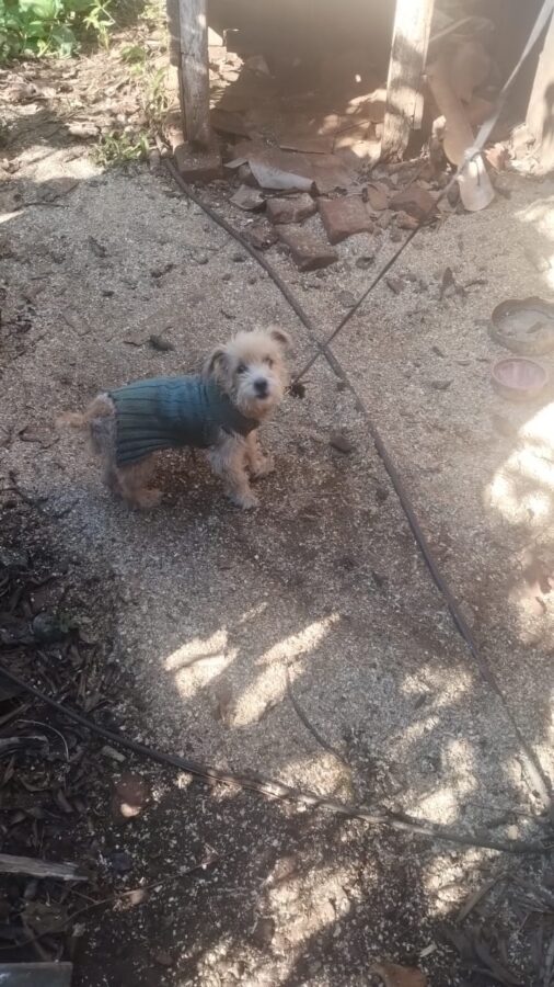 perros guarani 6 - 11