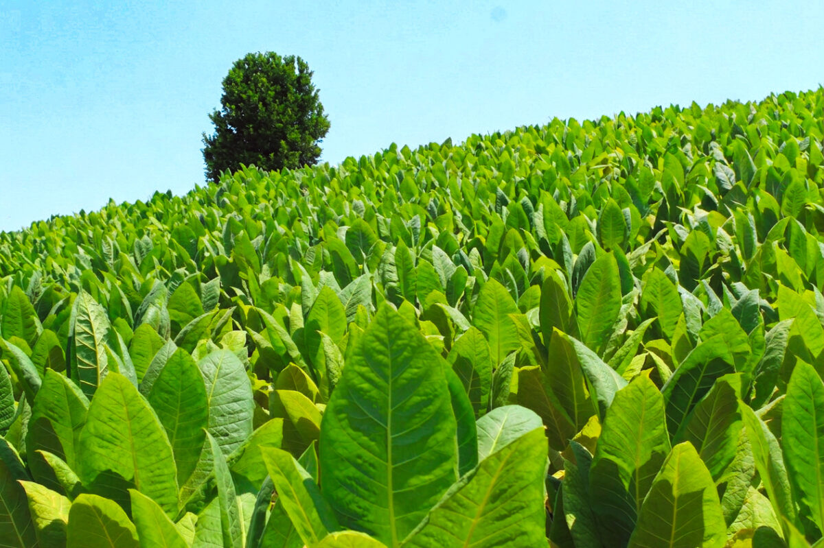 tabaco campo - 1