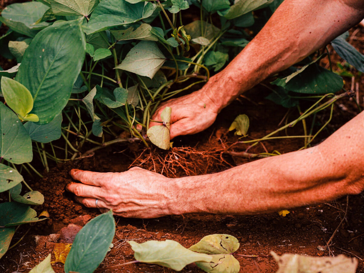 Conservacion-suelo-misiones