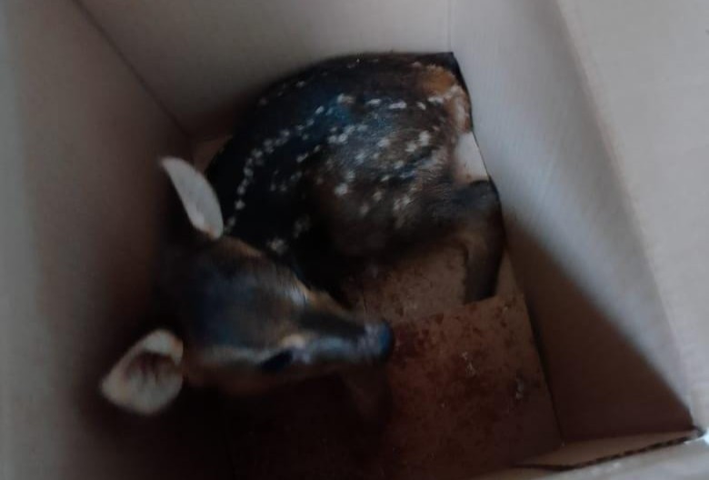 La Policía rescató un oso melero y un venado bebé para devolverlos a su hábitat natural 2 4 - La Policia rescato un oso melero y un venado bebe para devolverlos a su habitat natural 3 - 3