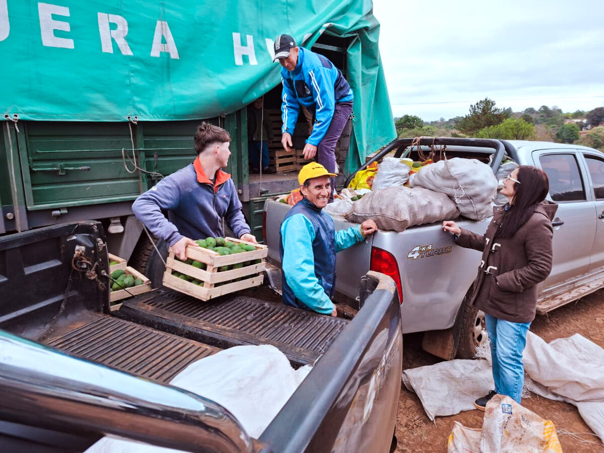 Misiones fortalece la producción de palta Hass con una venta conjunta a Tucumán 1 2 - Misiones fortalece la produccion de palta Hass con una venta conjunta de 20 toneladas a Tucuman 2 - 1