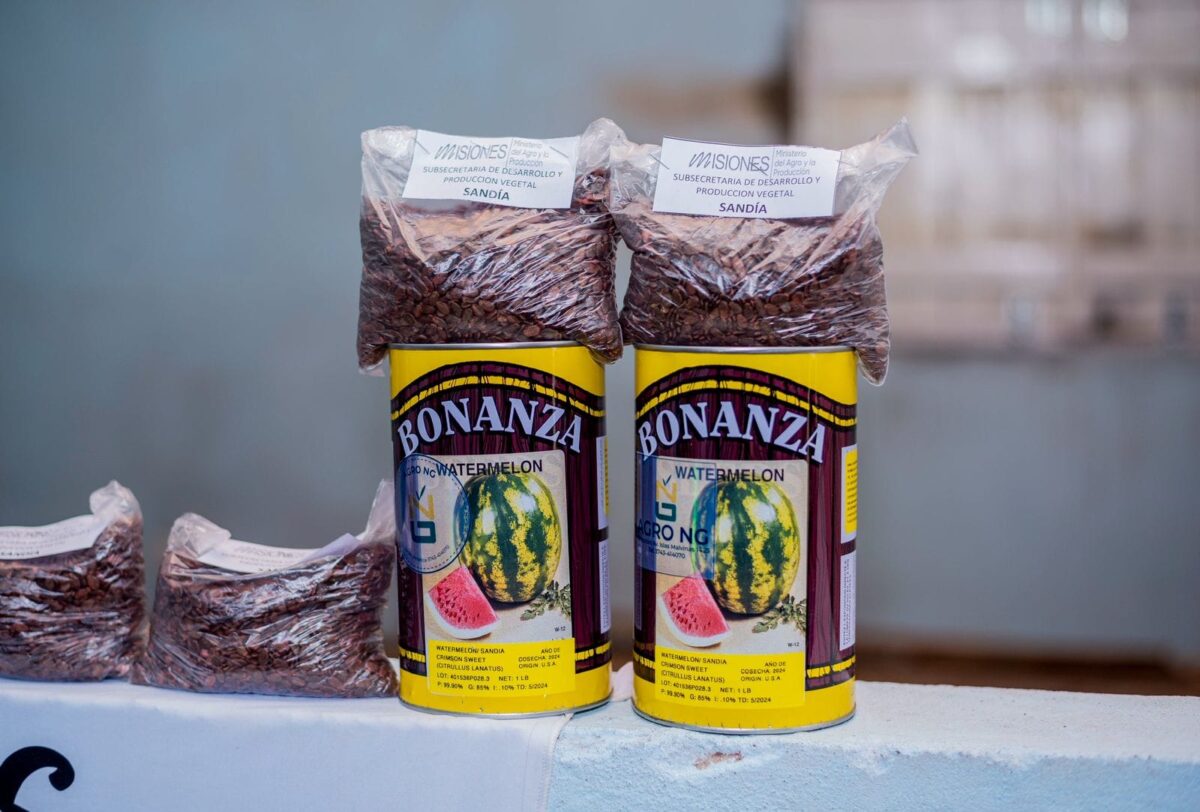 Más de 80 productores recibieron semillas para fortalecer el cultivo de sandía en Misiones. 3 6 - Sandia AgroMisiones 6 - 5
