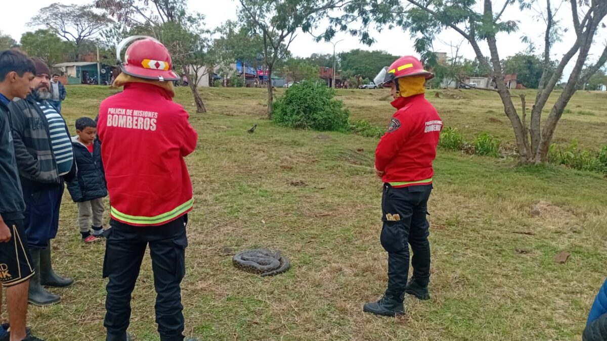 Bomberos resguardaron una curiyú de gran porte hallada en la Costanera Oeste de Posadas 1 2 - curiyu 2 - 1